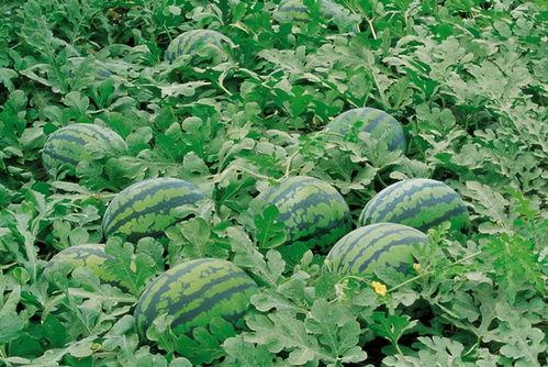 吃瓜网ccgg 唐山,吃瓜网ccgg揭秘事件背后真相