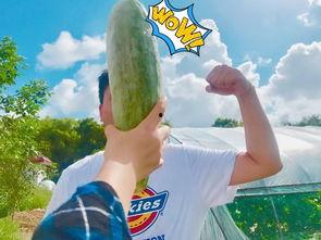 快乐网红吃瓜,揭秘娱乐圈幕后真相