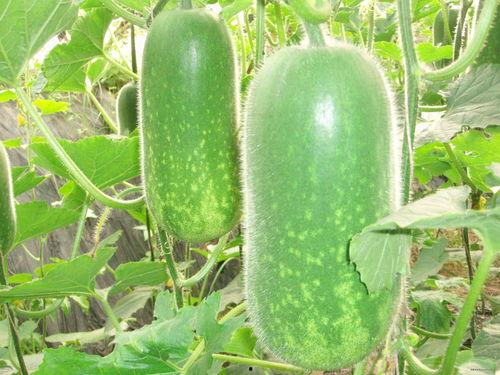 51吃网瓜是域外吗,揭秘域外美食文化之旅