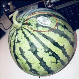 惠州网红吃瓜,揭秘当地美食文化新潮流