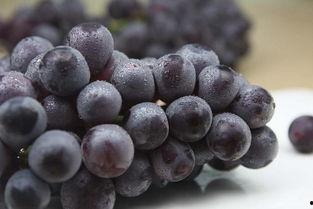 网红吃葡萄瓜视频大全集,甜蜜瞬间，尽收眼底