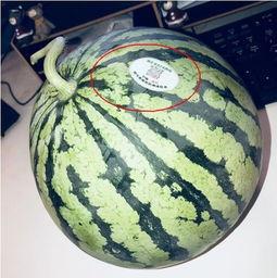 甘南网红吃瓜,揭秘当地美食背后的故事