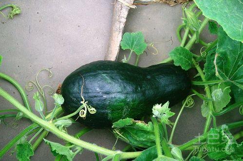 网红吃瓜照片全集大全,捕捉娱乐圈最热话题瞬间