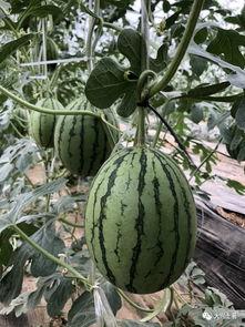 在景区吃瓜的网红有哪些,景区瓜田网红打卡热现象盘点