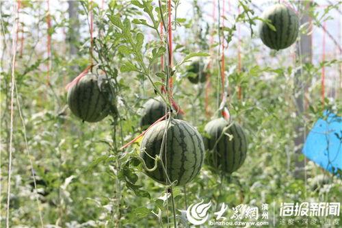 太仓网红吃瓜事件视频